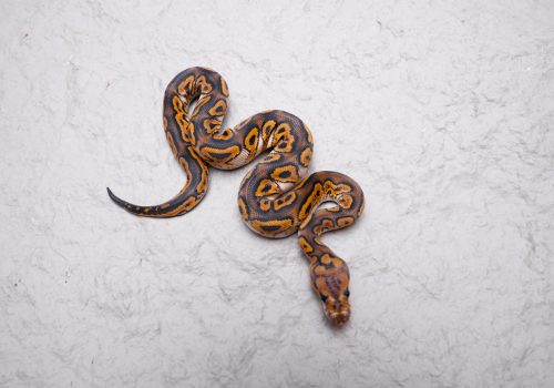 DSC04800