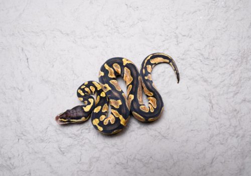 DSC04924