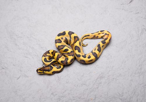 DSC05288