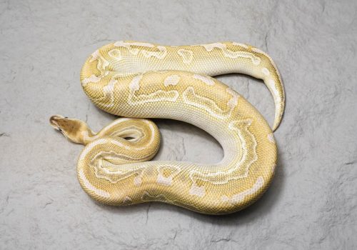 rbp-991e84fbeb4c.jpg