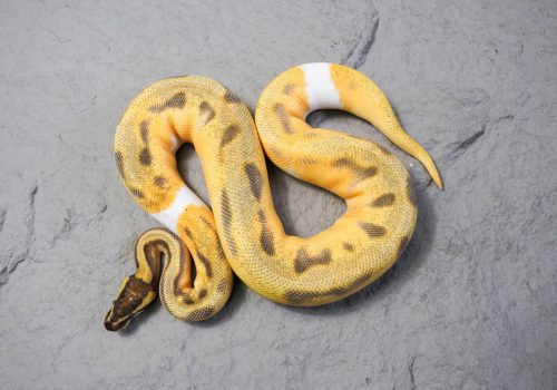 rbp-f1cef3baebed.jpg