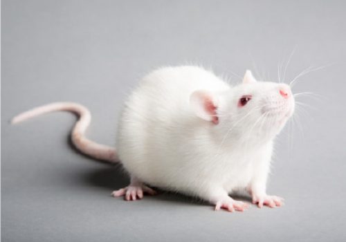 rodent (3)